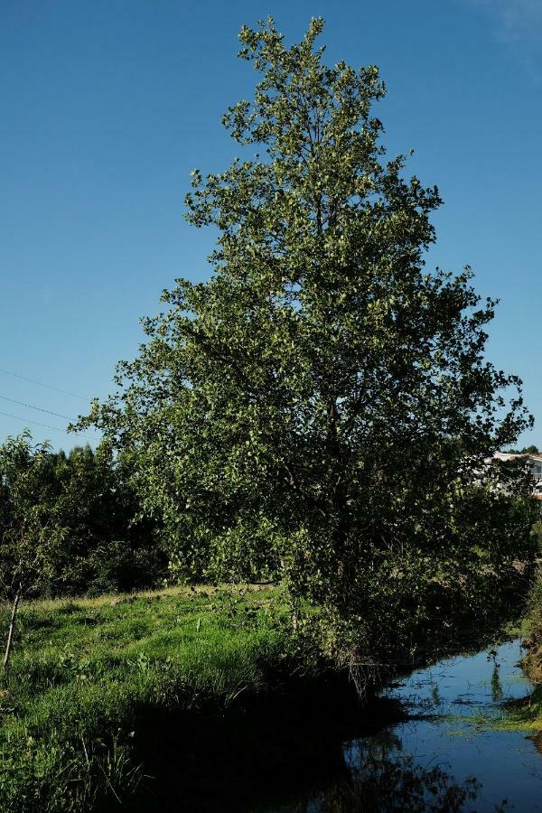 Вилла Quinta De Vodra Сейя Экстерьер фото